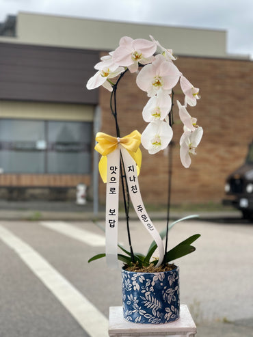 White Orchid