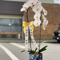 White Orchid