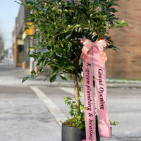 Umbrella Plant