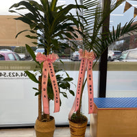 Palm Tree