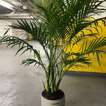 Palm Tree