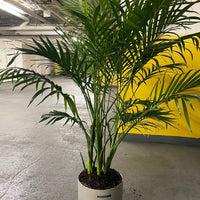 Palm Tree