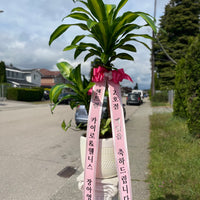 Dracaena