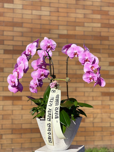 3 Stems Orchid Arrangement