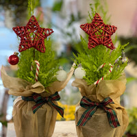Christmas Cypress Plant