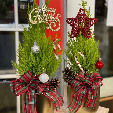Christmas Cypress Plant