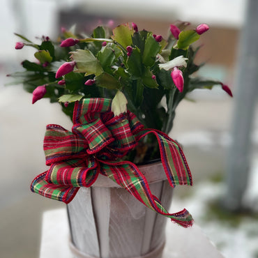Christmas Cactus