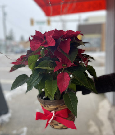 Poinsettia