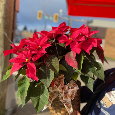 Poinsettia