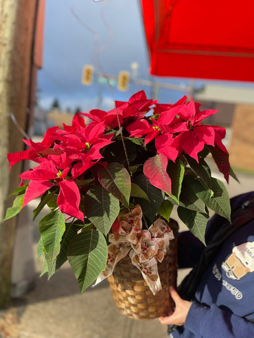 Poinsettia