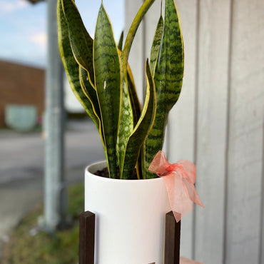 Sansevieria Arrangement