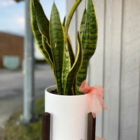Sansevieria Arrangement
