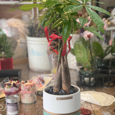 Money Tree