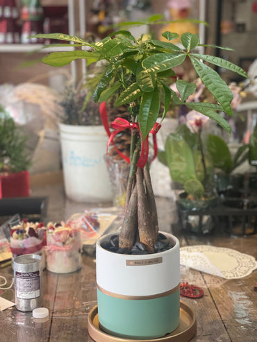 Money Tree