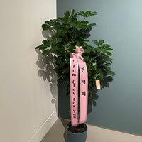Umbrella Plant