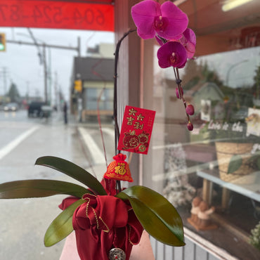 Lucky 1 Stem Purple Orchid