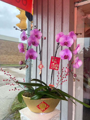 Fortune 2 Stem Orchid Arrangement