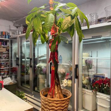 Money Tree