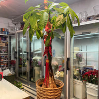 Money Tree