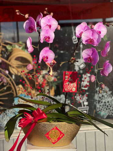 Fortune 2 Stem Orchid Arrangement