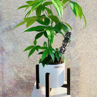 Money Tree