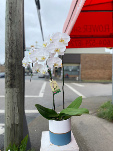 White Orchid