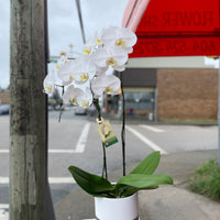 White Orchid