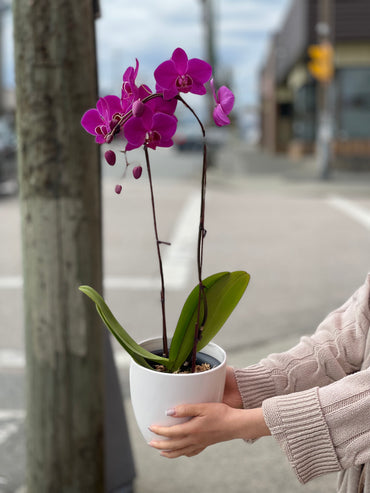 Purple Orchid