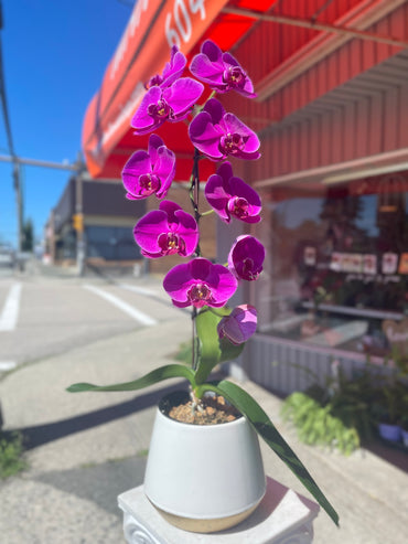 Purple Orchid