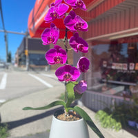 Purple Orchid