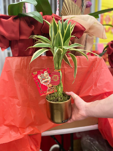 Lucky Bamboo
