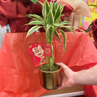 Lucky Bamboo
