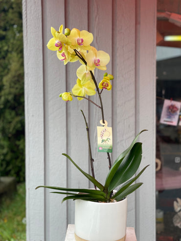 Yellow Orchid