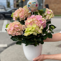 Hydrangea