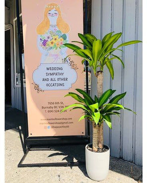 Dracaena