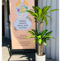 Dracaena