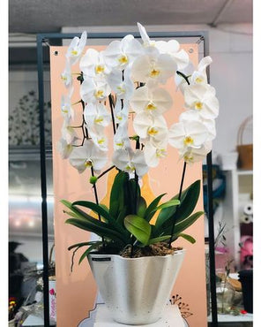 3 Stems Orchid Arrangement