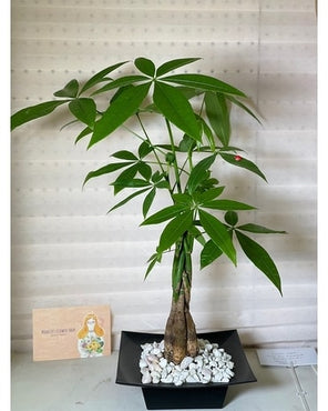 Money Tree