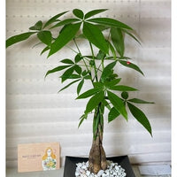 Money Tree