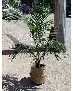 Palm Tree