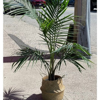 Palm Tree