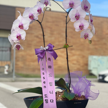 2 Stem Orchid Arrangement