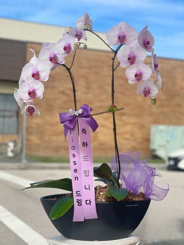 2 Stem Orchid Arrangement