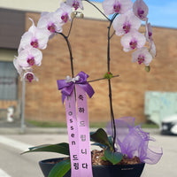 2 Stem Orchid Arrangement