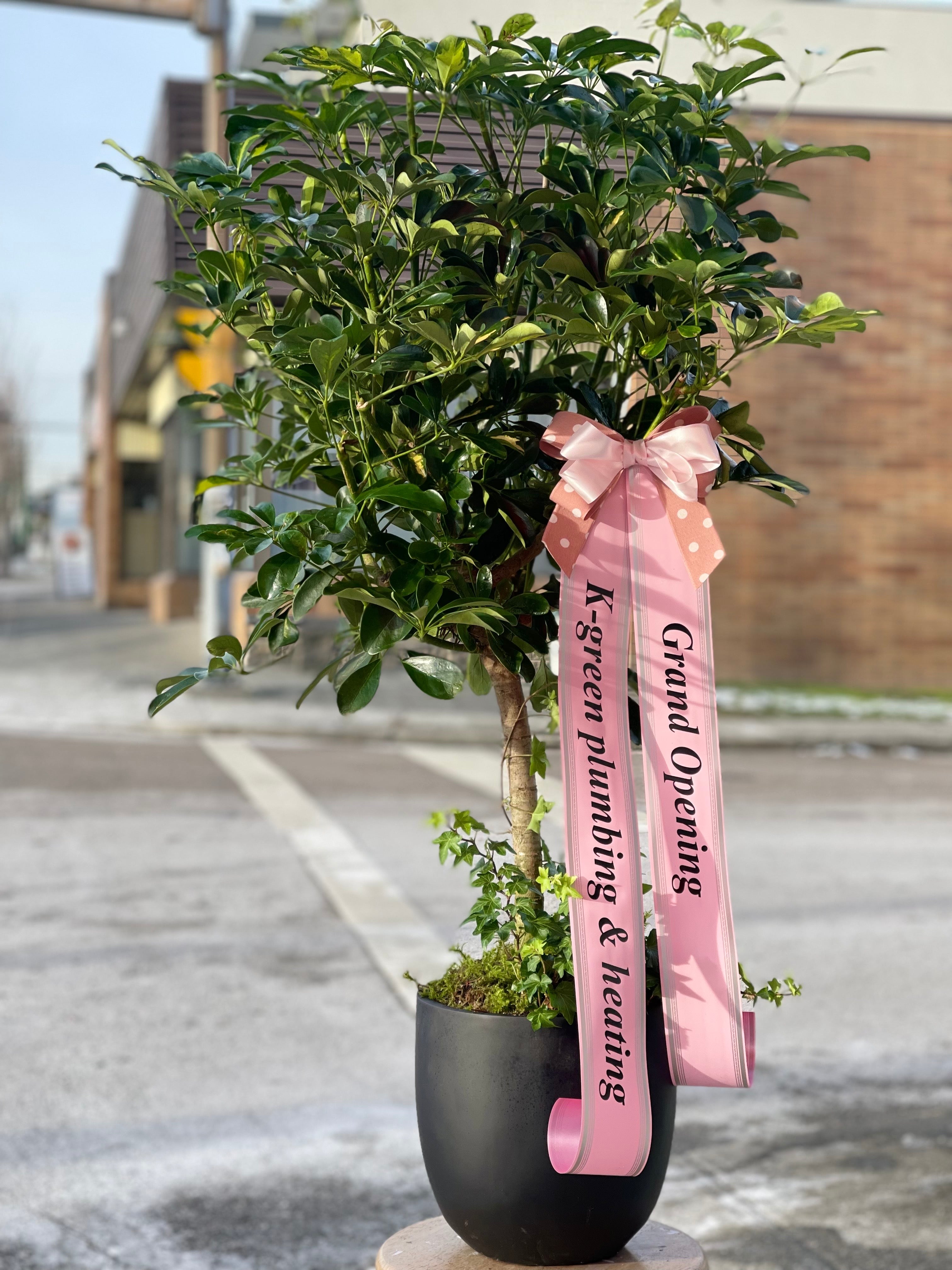 Umbrella Plant