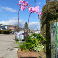 2 Stem Orchid Planter Arrangement