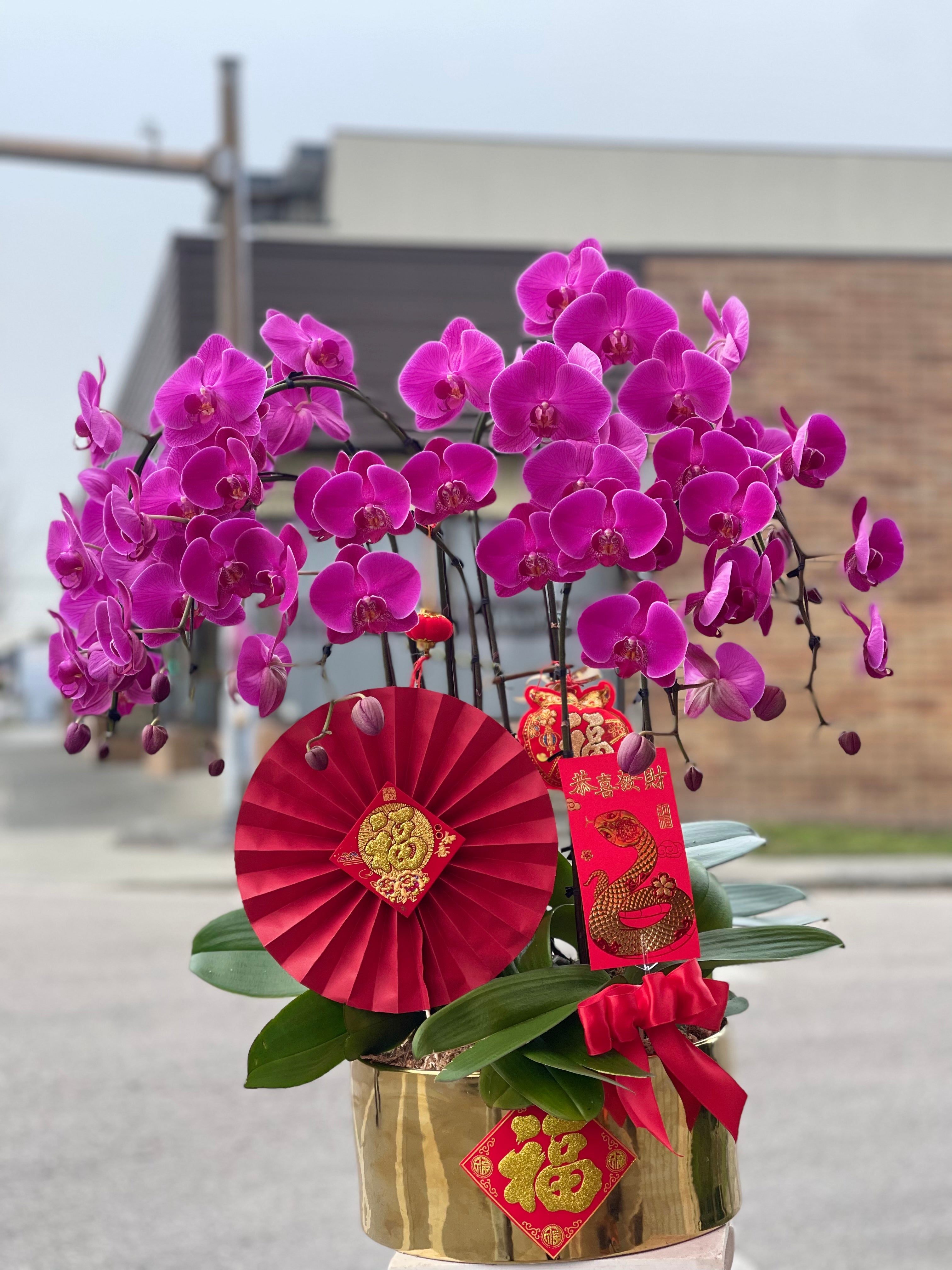 Fortune 8 Stem Orchid Arrangement