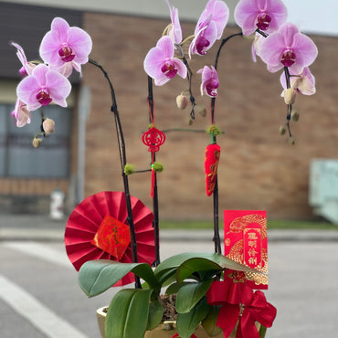 Fortune 3 Stem Orchid Arrangement