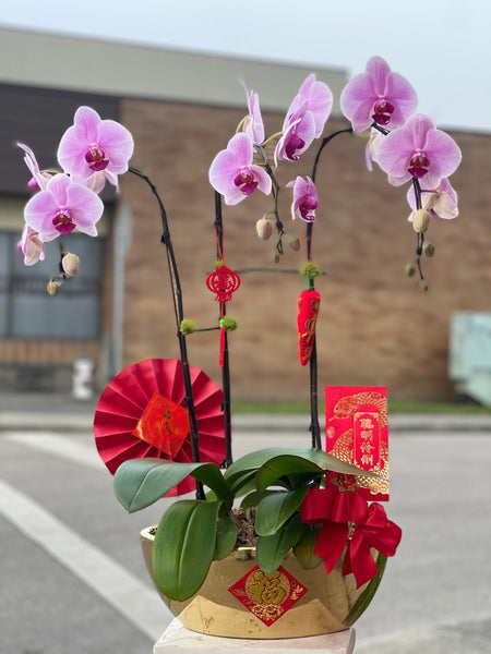 Fortune 3 Stem Orchid Arrangement