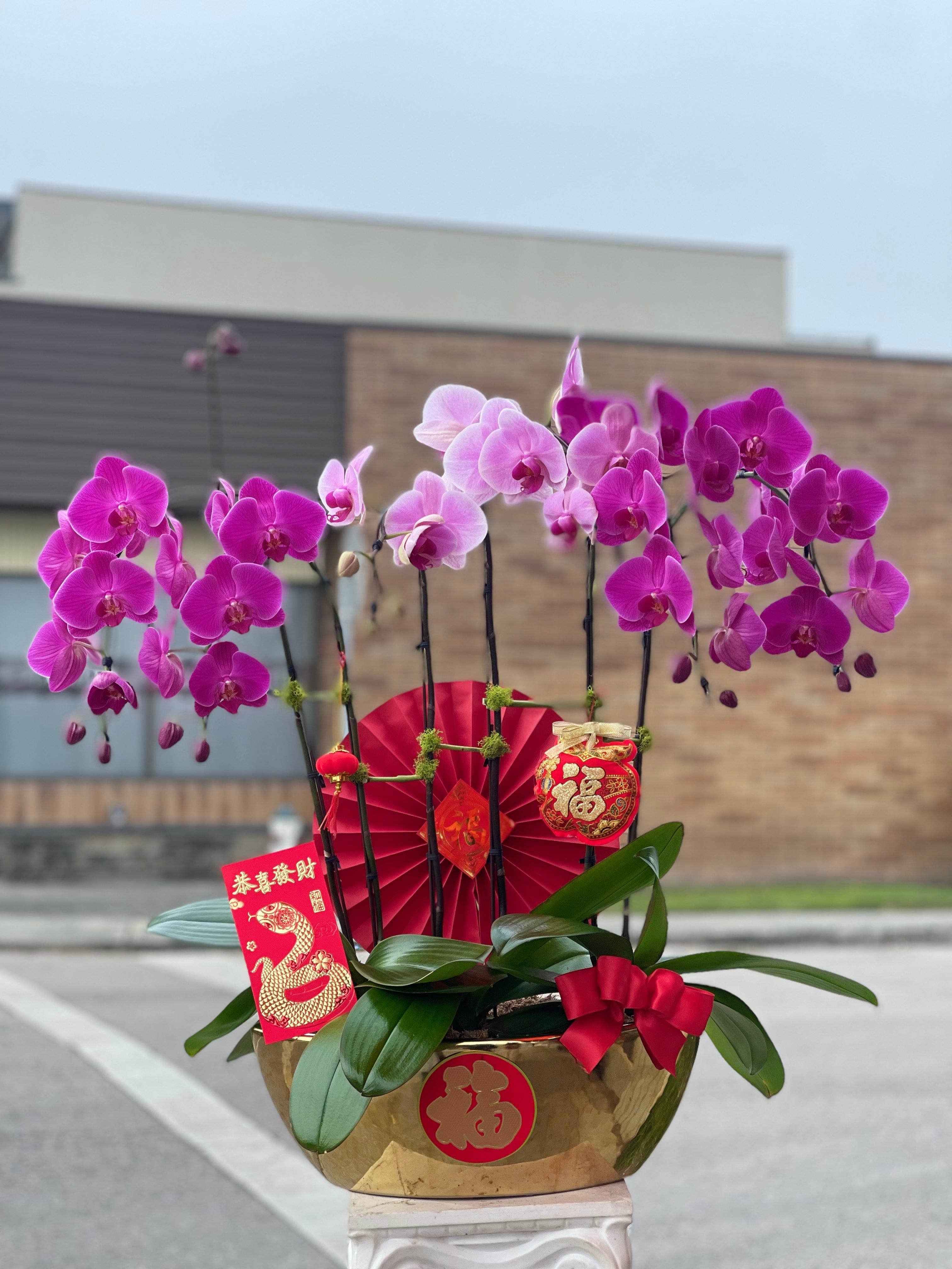 Fortune 6 Stem Purple Orchid Arrangement